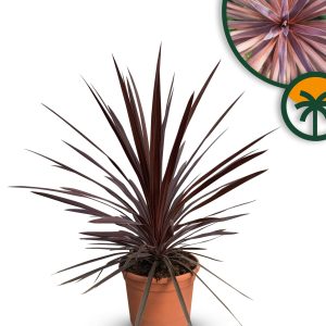 Palme – Cordyline australis „Red Star“