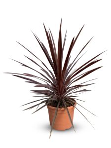 Palme - Cordyline australis 'Red Star' - 120 cm