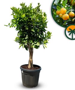 Orangenbaum - Citrus sinensis XL - 180 cm - Stammumfang 25-30 cm