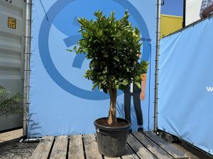 Orangenbaum - Citrus sinensis XL - 180 cm - Stammumfang 25-30 cm