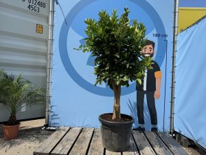 Orangenbaum - Citrus sinensis XL - 180 cm - Stammumfang 25-30 cm