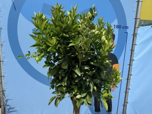 Orangenbaum - Citrus sinensis XL - 180 cm - Stammumfang 25-30 cm