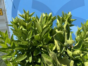 Orangenbaum - Citrus sinensis XL - 180 cm - Stammumfang 25-30 cm