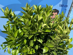 Orangenbaum - Citrus sinensis XL - 180 cm - Stammumfang 25-30 cm