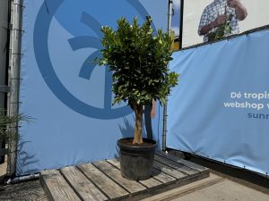 Orangenbaum - Citrus sinensis XL - 180 cm - Stammumfang 25-30 cm