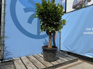 Orangenbaum - Citrus sinensis XL - 180 cm - Stammumfang 25-30 cm
