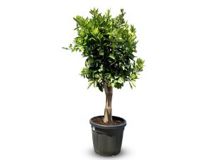 Orangenbaum - Citrus sinensis XL - 180 cm - Stammumfang 25-30 cm