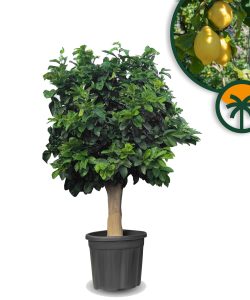 Zitronenbaum - Citrus limon - XL - 200 cm