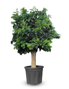 Zitronenbaum - Citrus limon - XL - 200 cm