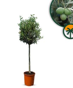 Olivenbaum - Olea europaea - 130 cm - glatter Stamm