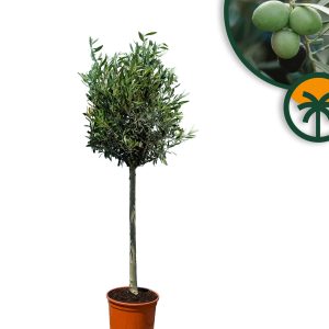 Olivenbaum - Olea europaea - 130 cm - glatter Stamm