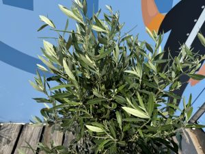 Olivenbaum - Olea europaea - 130 cm - glatter Stamm