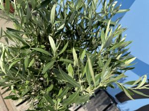 Olivenbaum - Olea europaea - 130 cm - glatter Stamm