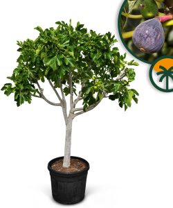 Feigenbaum - Ficus carica - 40 Jahre - 240 cm
