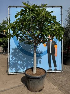 Feigenbaum - Ficus carica - 40 Jahre - 240 cm