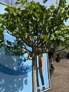 Feigenbaum - Ficus carica - 40 Jahre - 240 cm