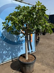 Feigenbaum - Ficus carica - 40 Jahre - 240 cm
