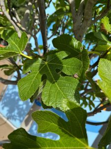 Feigenbaum - Ficus carica - 40 Jahre - 240 cm