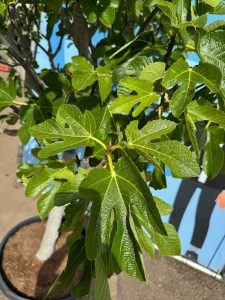 Feigenbaum - Ficus carica - 40 Jahre - 240 cm