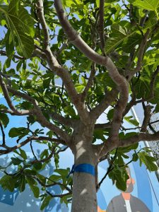 Feigenbaum - Ficus carica - 40 Jahre - 240 cm