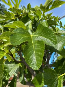 Feigenbaum - Ficus carica - 40 Jahre - 240 cm