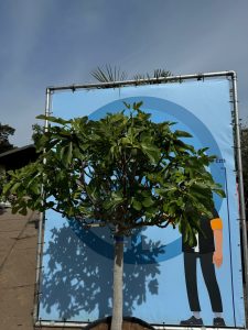 Feigenbaum - Ficus carica - 40 Jahre - 240 cm
