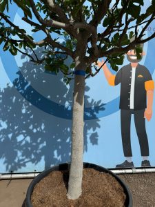 Feigenbaum - Ficus carica - 40 Jahre - 240 cm