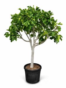 Feigenbaum - Ficus carica - 40 Jahre - 240 cm