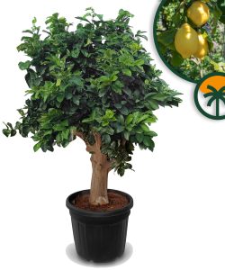 Zitronenbaum - Citrus limon XXL - 240 cm