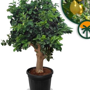 Zitrusbaum – Zitronenbaum XXL