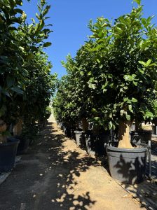 Zitronenbaum - Citrus limon XXL - 240 cm