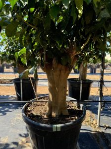 Zitronenbaum - Citrus limon XXL - 240 cm