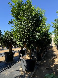 Zitronenbaum - Citrus limon XXL - 240 cm