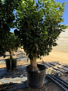 Zitronenbaum - Citrus limon XXL - 240 cm