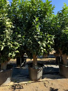 Zitronenbaum - Citrus limon XXL - 240 cm