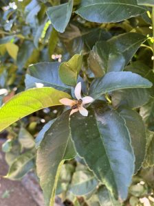 Zitronenbaum - Citrus limon XXL - 240 cm