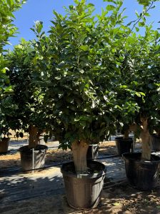 Zitronenbaum - Citrus limon XXL - 240 cm