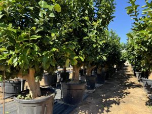 Zitronenbaum - Citrus limon XXL - 240 cm