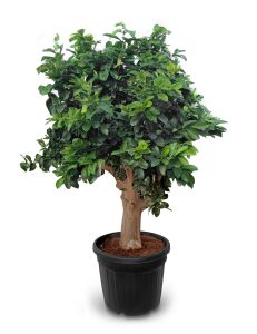 Zitronenbaum - Citrus limon XXL - 240 cm