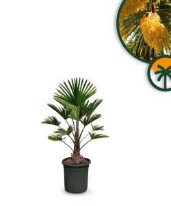 Palme - Trachycarpus wagnerianus - 100 cm