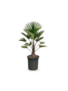 Palme - Trachycarpus wagnerianus - 100 cm