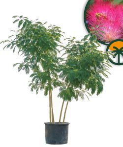 Persischer Seidenbaum - Albizia Ombrella - mehrstämmig XL - 240 cm