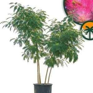 Persischer Seidenbaum - Albizia Ombrella - mehrstämmig XL - 240 cm