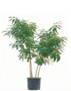 Persischer Seidenbaum - Albizia Ombrella - mehrstämmig XL - 240 cm