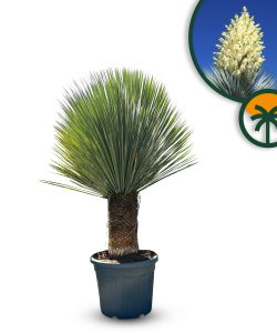 Palme - Yucca rostrata - 40-50 cm Stammhöhe