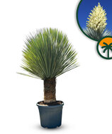 Palme - Yucca Rostrata 40-50 cm Stammhöhe