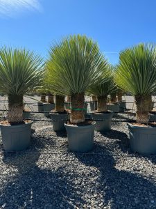 Palme - Yucca rostrata - 40-50 cm Stammhöhe