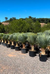 Palme - Yucca rostrata - 40-50 cm Stammhöhe