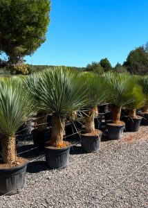 Palme - Yucca rostrata - 40-50 cm Stammhöhe