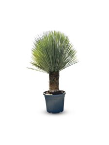 Palme - Yucca rostrata - 40-50 cm Stammhöhe